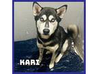 Kari Husky Young Female