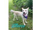 Eloise 122669 Husky Adult Female