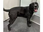 Loki Labrador Retriever Adult Male