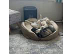 Dingo Norwegian Elkhound Male