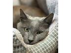 Bug (24-049) & Jug (24-050) Domestic Shorthair Adult Male