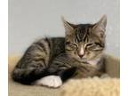 Louie Domestic Shorthair Kitten Male