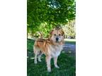Turkey Golden Retriever Adult Male