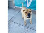 Lola Shar Pei Adult Female