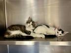 Ari Domestic Shorthair Kitten Female