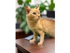 Captain Hook Domestic Shorthair Senior Male