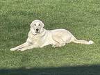 Breezy (Courtesy Post) Great Pyrenees Adult Female