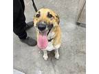 Sky Labrador Retriever Adult Female
