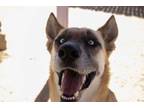 Adopt Big Daddy ***RESCUE CENTER*** a German Shepherd Dog, Husky