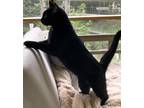 Miss Moon Domestic Shorthair Kitten Female