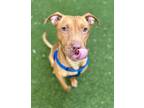 Saphara American Pit Bull Terrier Adult Female