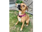 Ashley Hound (Unknown Type) Adult Female