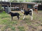 Lemon Cherry Russel Husky Adult Female