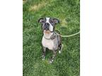 Apple American Pit Bull Terrier Adult Female