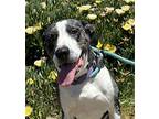 Stella Catahoula Leopard Dog Adult Female
