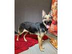 Jenny Boo German Shepherd Dog Adult Female
