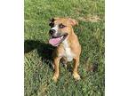 Ali Boxer Puppy Male