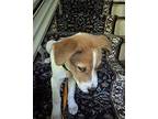 Wilmer ('Will') Australian Shepherd Male