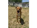 Adopt Mo (Baby Elves) a Terrier, Mixed Breed