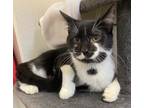 Archie Domestic Shorthair Kitten Male