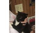 Mac Domestic Shorthair Young Male