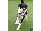 Buddy Border Collie Young Male