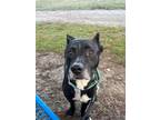 Barnacle American Pit Bull Terrier Adult Male