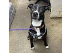 PIPER Labrador Retriever Young Female