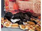 Kacen Labrador Retriever Adult Male