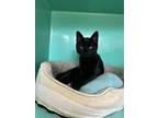 Oracle Domestic Shorthair Kitten Male