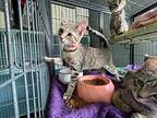 Valentina Domestic Shorthair Kitten Female
