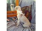 Faith $450 Chihuahua Adult Female