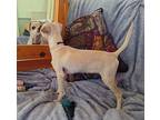 Hope $500 Chihuahua Puppy Female