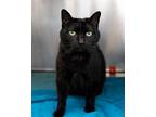 Lily Domestic Shorthair Senior Female