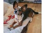 Trouble $500 Corgi Young Male