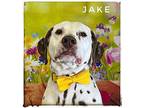 Jake Dalmatian Adult Male