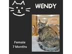 Wendy Domestic Shorthair Young Female