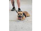 Adopt Twix a Pit Bull Terrier, Poodle
