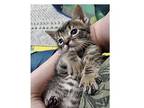 Fievel Domestic Shorthair Kitten Male