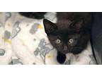 Nova Domestic Shorthair Kitten Female