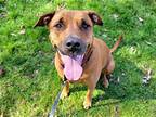 Luna Bar Labrador Retriever Adult Female