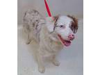 JAKE Australian Shepherd Young Male