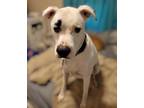 Adopt Brian a Boxer