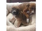 Kimi American Pit Bull Terrier Puppy Female
