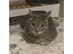 Fenwick (declawed lovebug) Domestic Shorthair Adult Male