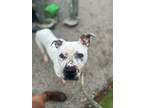 Serenity American Pit Bull Terrier Adult Female