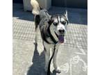 Sir Alfred Husky Adult Male