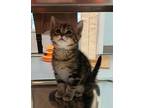 Margarita Domestic Shorthair Kitten Female