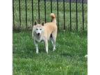 Kita Shiba Inu Adult Female