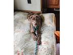 Sienna Labrador Retriever Puppy Female